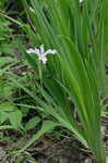 Virginia iris <BR>Blue flag iris